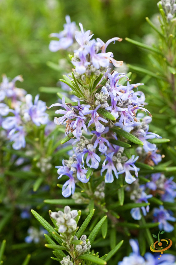 Rosemary seeds – SeedsNow.com