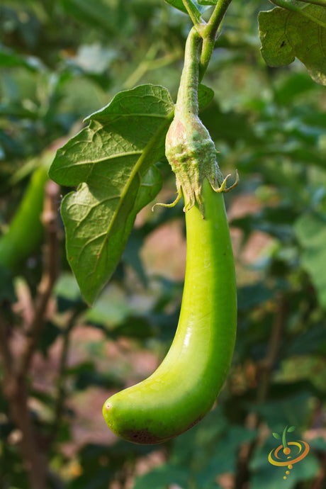 Long green Louisiana eggplant (aubergine) plant with healthy leaves, grown from SeedsNow seeds, ready for harvest.