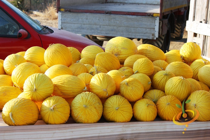 Melon - Amarillo Oro.