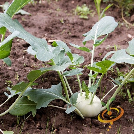 plant kohlrabi seeds Kohlrabi