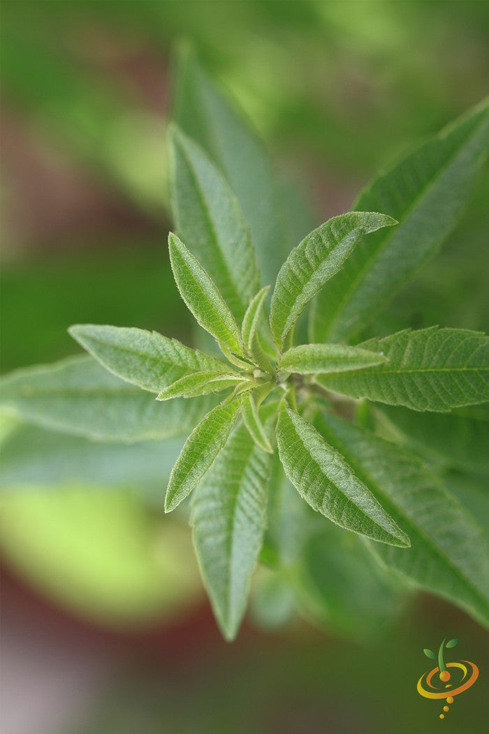 Mint - Lemon seeds – SeedsNow.com