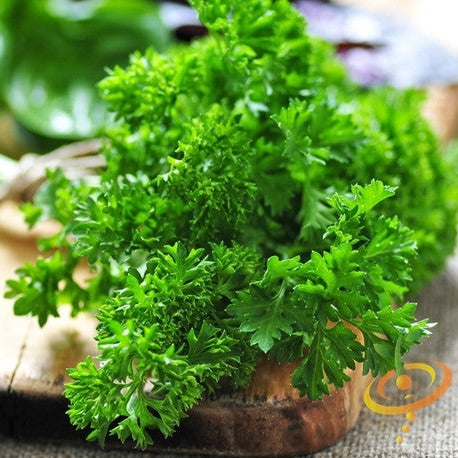 parsley seeds from plant Parsley