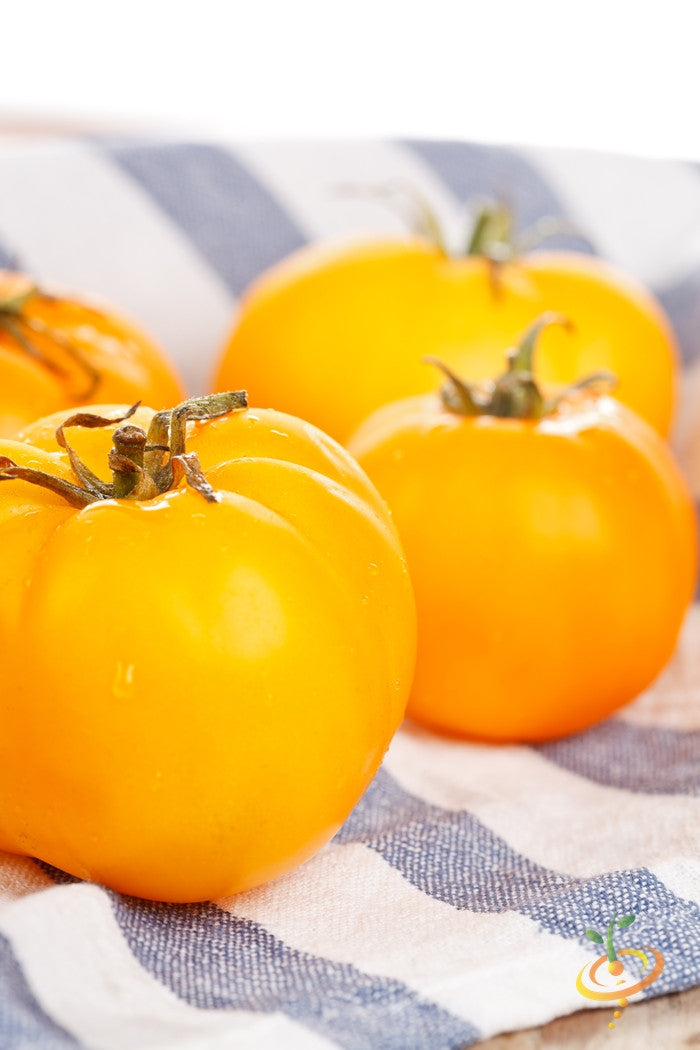 Tomato - Golden Sunray [INDETERMINATE].