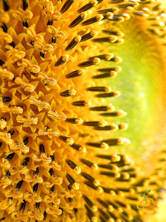 Sunflower - Sungold, Dwarf Sunspot.