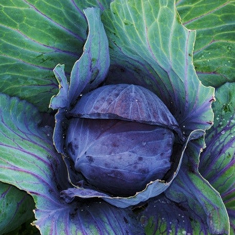 Cabbage - Mammoth Red Rock