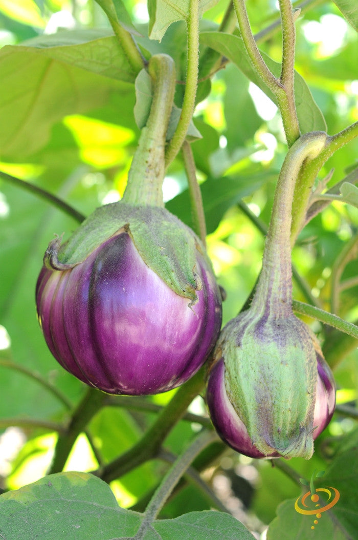 Eggplant - Round Mauve.