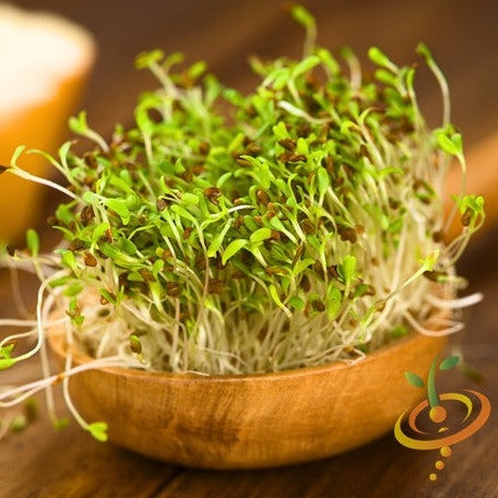 Sprouts/Microgreens - Alfalfa - SeedsNow.com