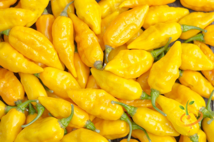 Pepper (Hot) - Devil's Tongue, Yellow 🔥🔥🔥🔥🔥