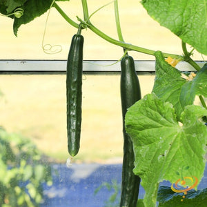 snake cucumber plant Cucumber - Chinese Snake seeds