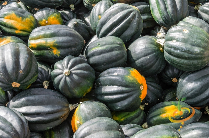 Buy Acorn Table Queen Winter Squash seeds online from the USA now
