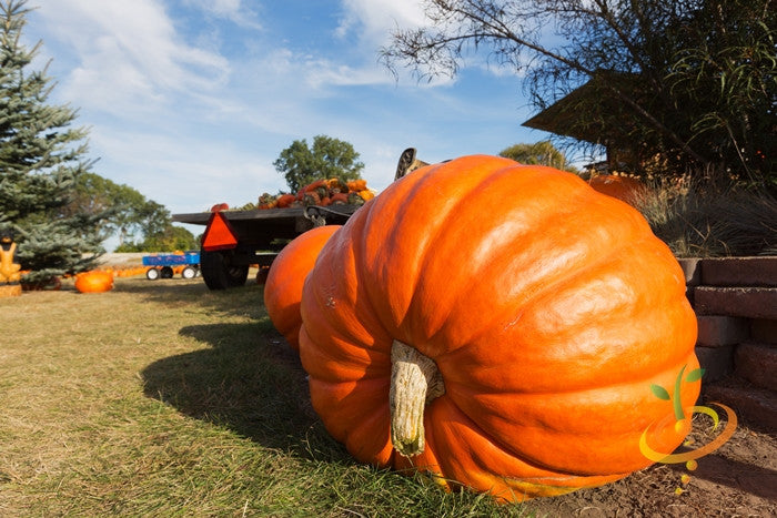 Buy Big Max Pumpkin Seeds Online from the USA Now! | Giant Pumpkin