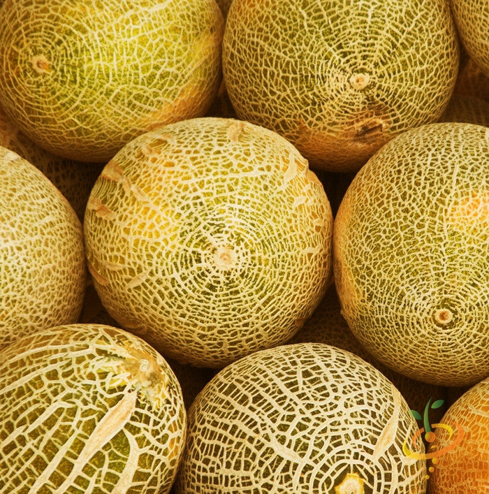 Melon (Cantaloupe) - Planters Jumbo seeds – SeedsNow.com