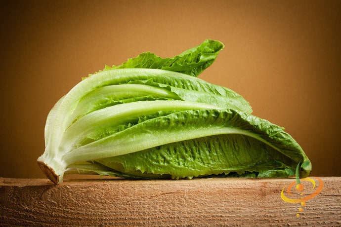 Fresh Romaine lettuce, Paris Island Cos variety, grown from SeedsNow Classic seeds, with vibrant green leaves and crisp texture.