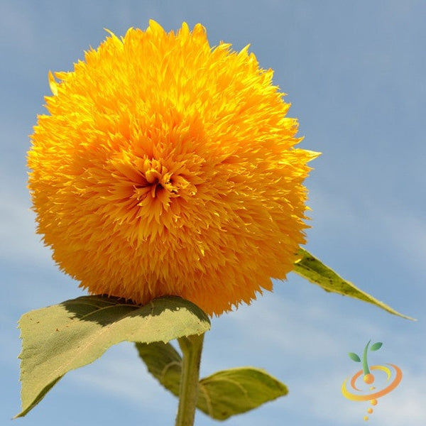 Flowers - Sunflower, Sun Gold/Sunspot (Tall) - SeedsNow.com