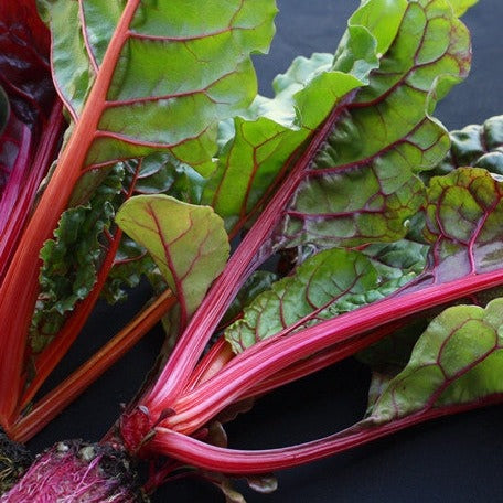 magenta plant seed Swiss Chard