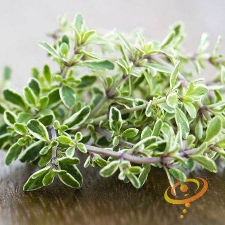 thyme plant from seed Thyme seeds