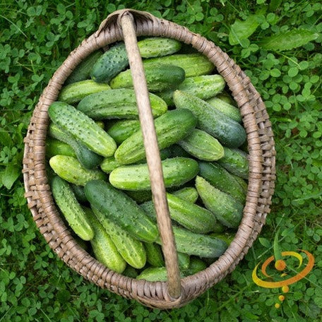 Cucumber - Boston Pickling seeds  SeedsNow.com