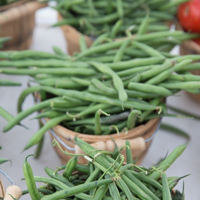 Organic Non-GMO Heirloom Provider Bush Bean Seeds - Easy To Grow Summer Vegetable