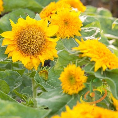 Flowers - Sunflower, Sun Gold/Sunspot (Dwarf) - SeedsNow.com