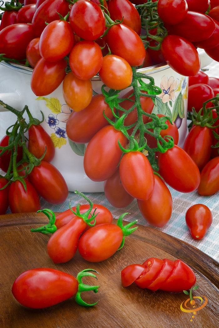 とまとページ Tomato - Pear, Red (Indeterminate) seeds – SeedsNow.com
