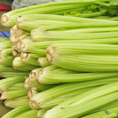plant celery seed Celery