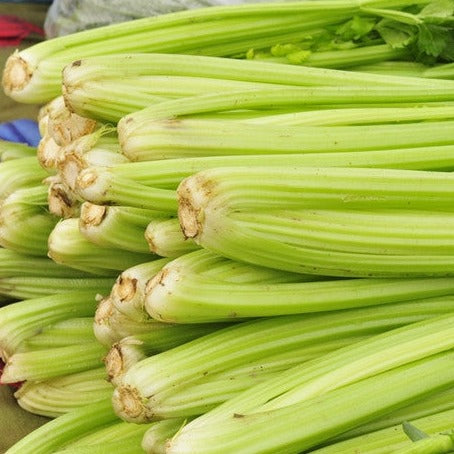 Celery - Tall Utah 52-70 - SeedsNow.com