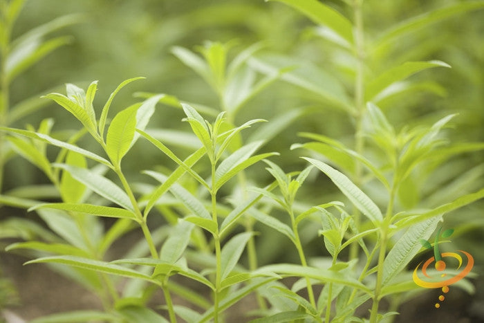 Mint - Lemon seeds – SeedsNow.com