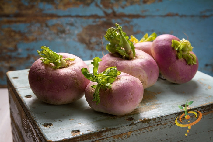 Turnip - Purple Top White Globe - SeedsNow.com