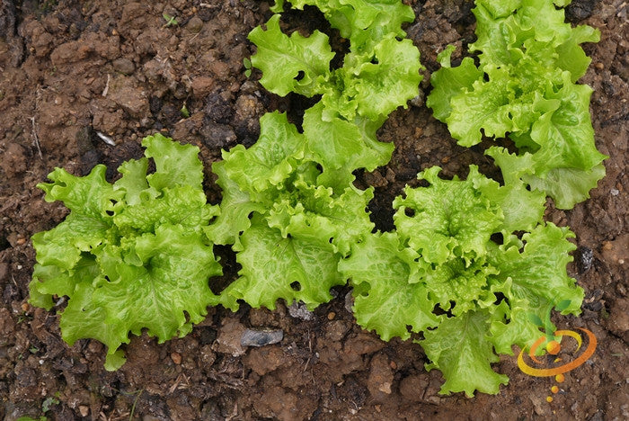 Lettuce - Salad Bowl, Green.