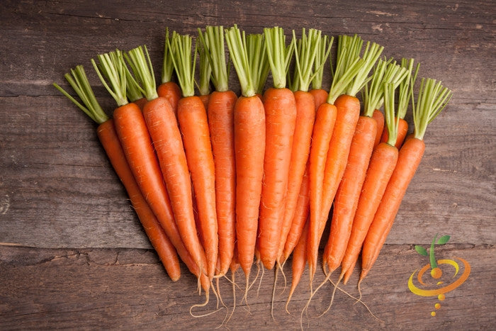Carrot - Tendersweet, 7" Long - SeedsNow.com