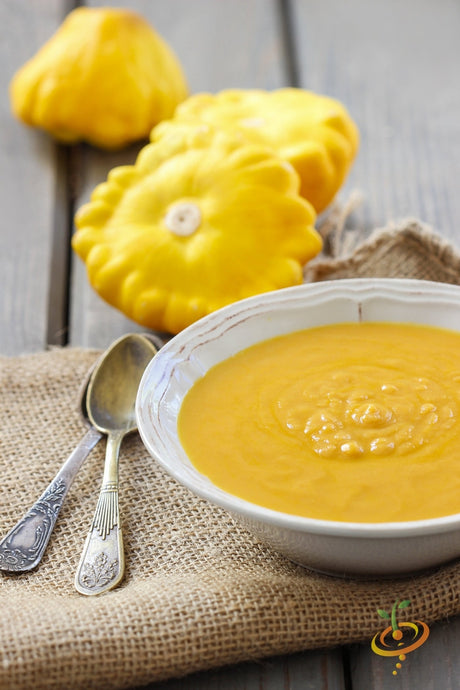Golden Bush summer squash with scallop-shaped seeds from SeedsNow, fresh and ripe on a garden plant.