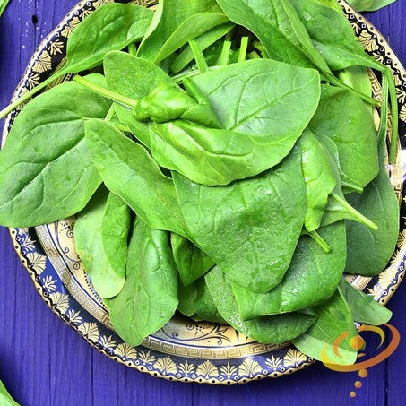 Spinach - Noble Giant