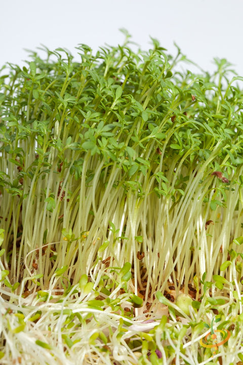 Microgreen seed mix from SeedsNow