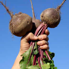 Dark red Detroit beet seeds from SeedsNow, shown in a close-up image with fresh seed packets.