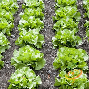 White Boston Butterhead lettuce seeds from SeedsNow, small packet showing vibrant lettuce seed variety for planting.