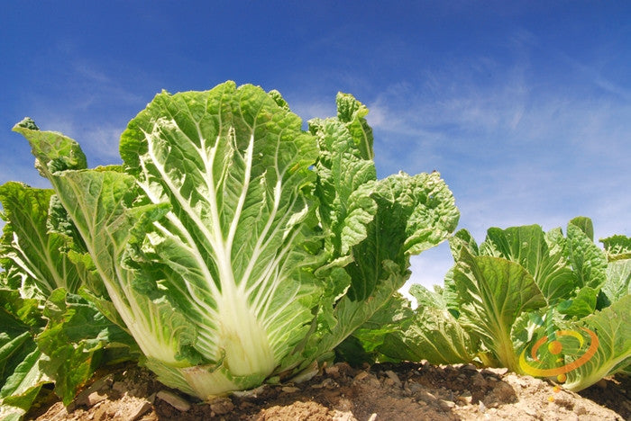 Michihili Cabbage Seeds - Rare Chinese Variety for Home Gardening