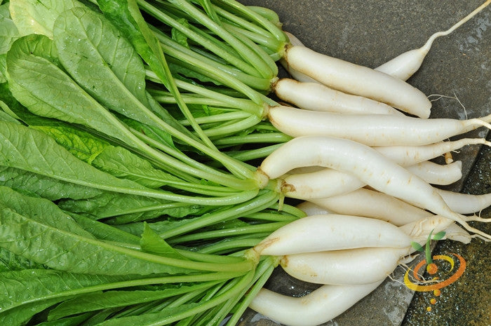 Buy Organic Non-GMO heirloom seeds | Radish - Japanese Minowase