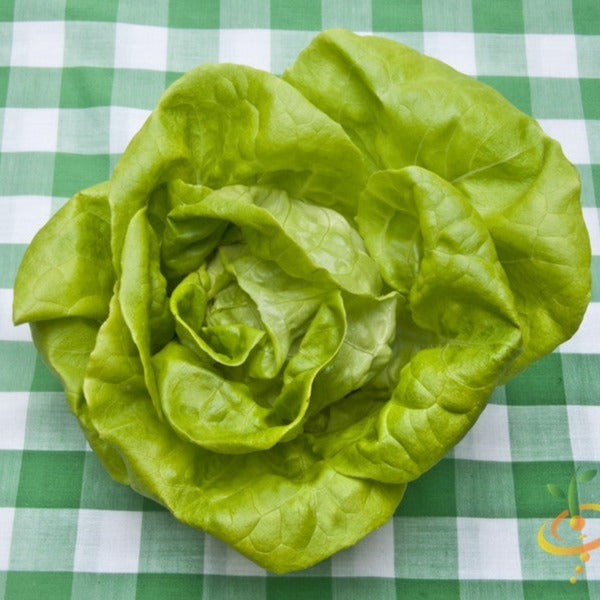Lettuce - Summer Bibb