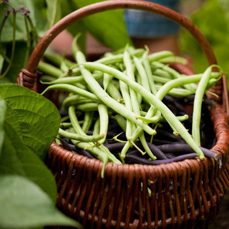 a bean plant produces a seed Bean, Bush