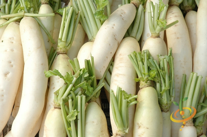 Radish - Japanese Minowase/Daikon 