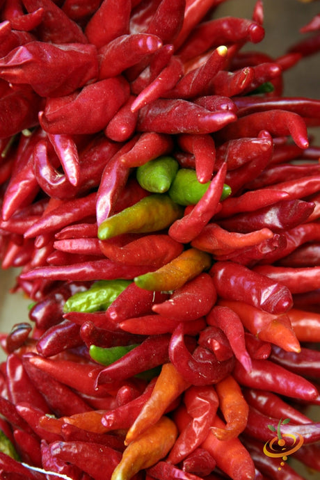 Bright Santa Fe Grande hot pepper seeds from SeedsNow, showcasing vibrant orange and red peppers on the plant.