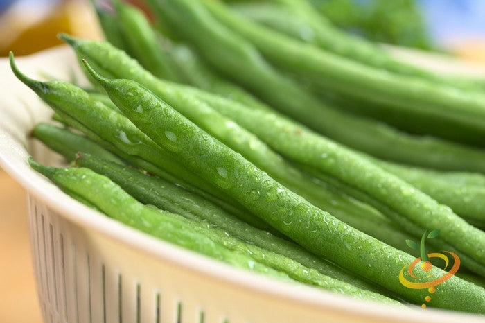 Organic Non-GMO Heirloom Provider Bush Bean Seeds - Easy To Grow Summer Vegetable
