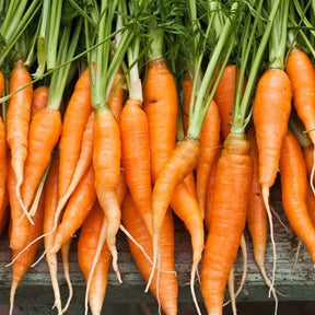 Fresh Carrot Autumn King variety with green tops and bright orange roots laid out on a wooden surface