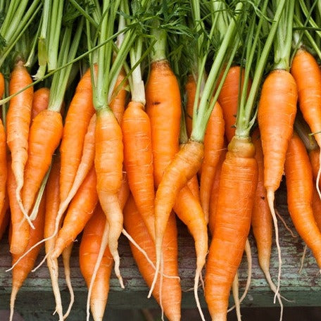 where to plant the carrot seeds in the crown tundra Carrot - Autumn King Seeds