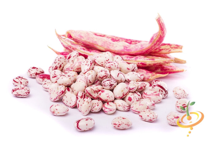 SeedsNow Tongue of Fire Bush Bean - Thumbnail 4