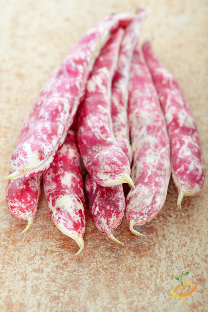 SeedsNow Tongue of Fire Bush Bean