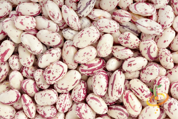 SeedsNow Tongue of Fire Bush Bean - Thumbnail 5