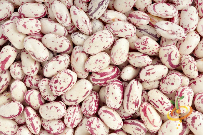 Bush Tongue of Fire bean seeds from SeedsNow, showing vibrant red and green bean pods on a bush plant.