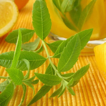Mint - Lemon - SeedsNow.com