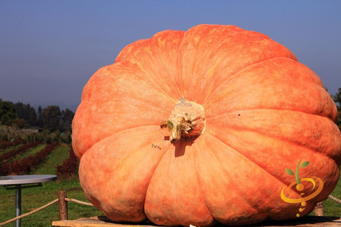 Pumpkin - Atlantic Giant.